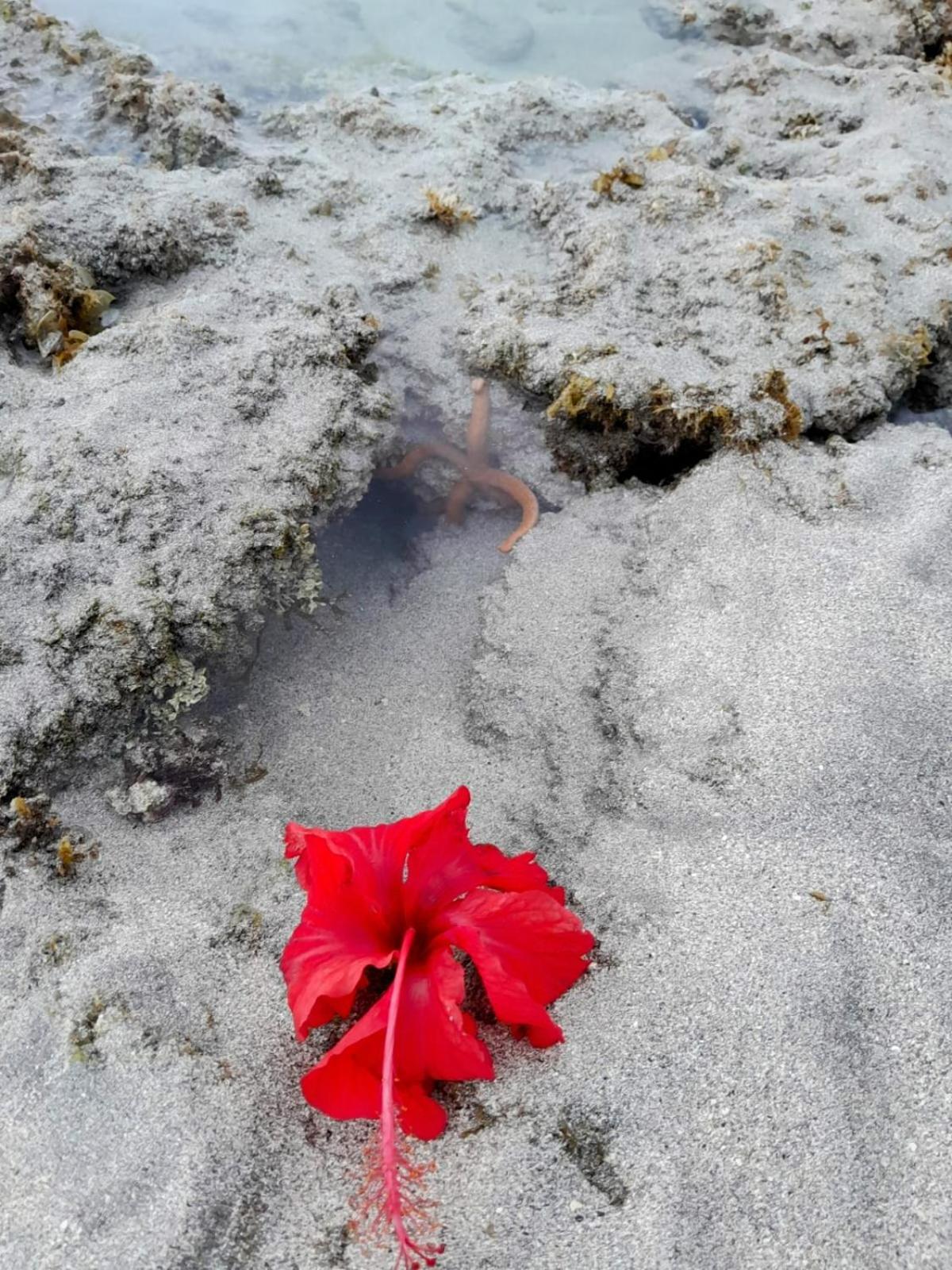 Pousada Flor Da Barra 마라고지 외부 사진